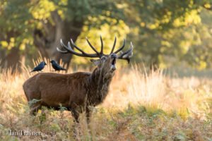 red deer stag in Richmond Park