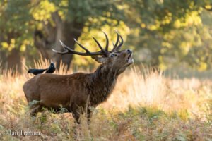 red deer stag in Richmond Park