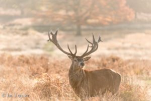 red deer in Richmond Park