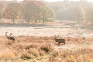 red deer in Richmond Park