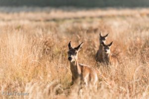 red deer in Richmond Park
