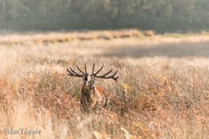red deer in Richmond Park