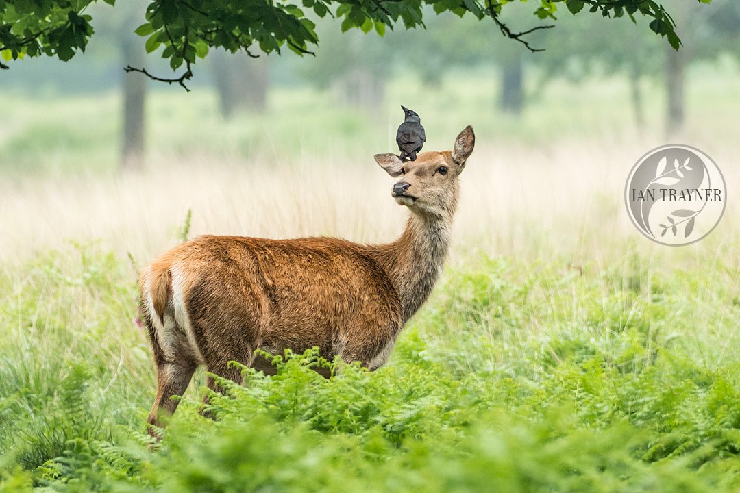 Jackdaw perching on the head of a Red Deer doe in Richmond Park