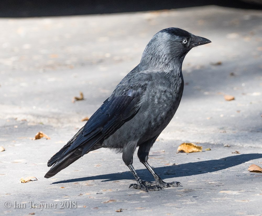 Photographing jackdaws in Richmond Park