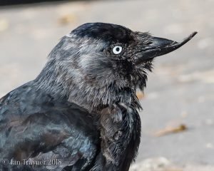 Jackdaw with a deformed beak in Richmond Park