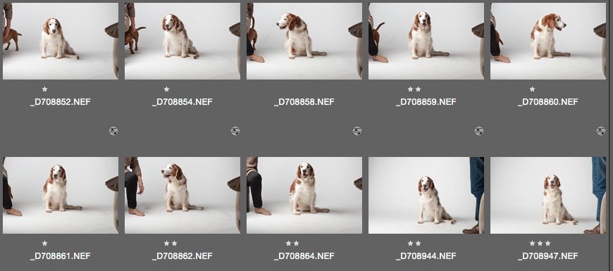 dog photography in Kingston upon Thames, Surrey