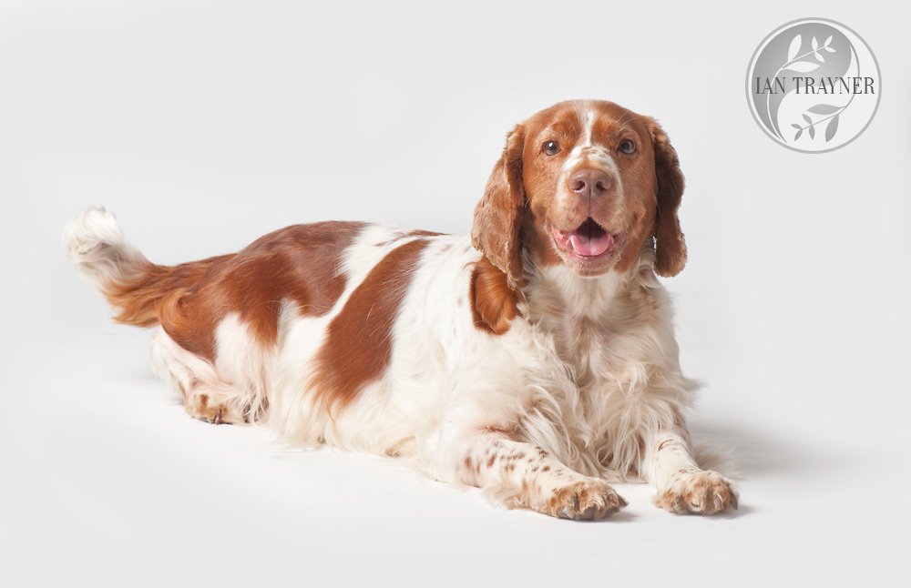 dog photography in Kingston upon Thames, Surrey