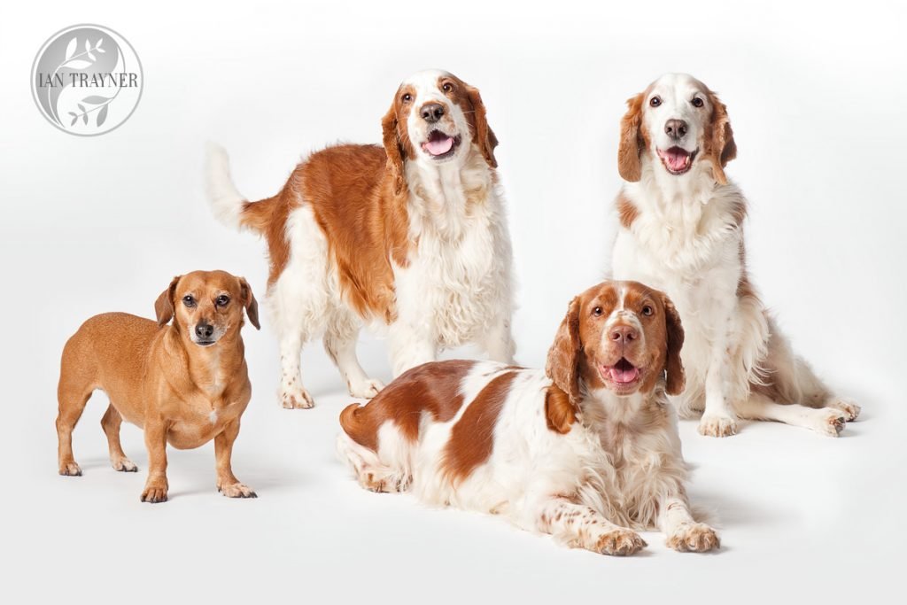 Dog photoshoots make excellent Christmas gifts for dog lovers!