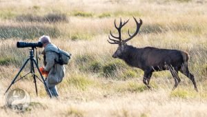 Read more about the article Red Deer in Richmond Park