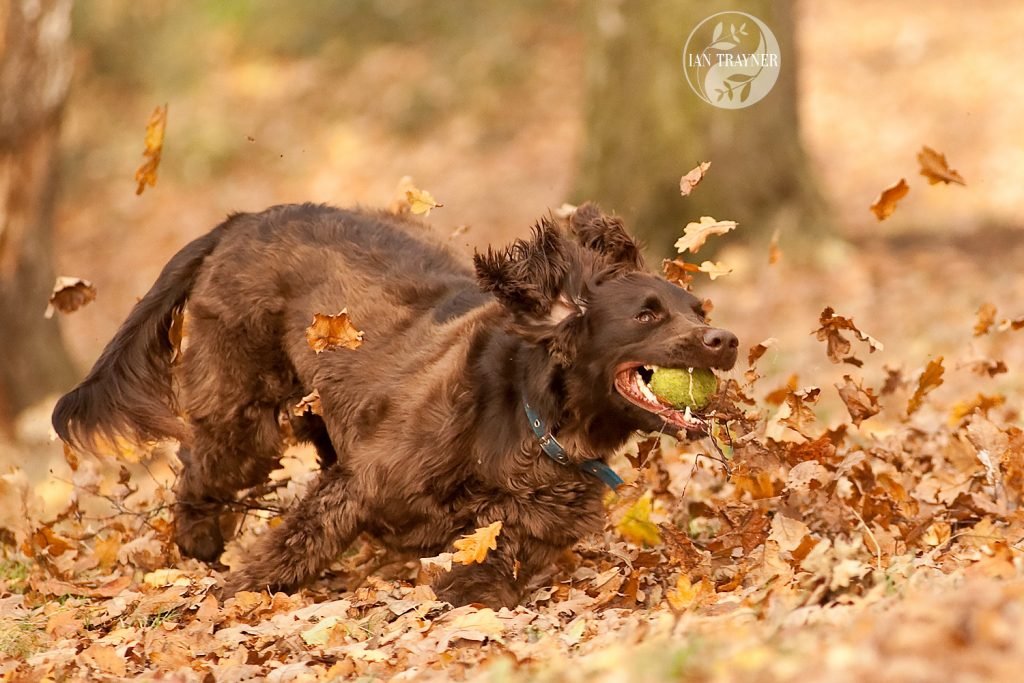 Action photo. Dog catching ball in autumn leaves. Location photo shoot by dog photographer Ian Trayner