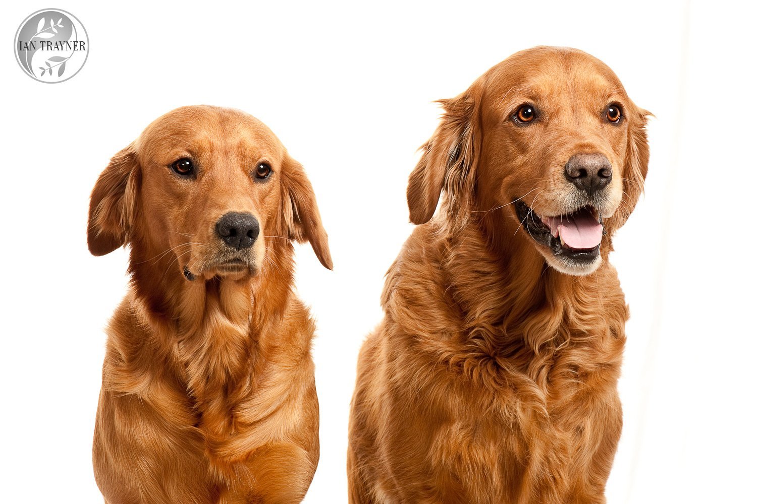 High key photo of two golden retrievers. Looks like a studio but was taken in the owner's living room.