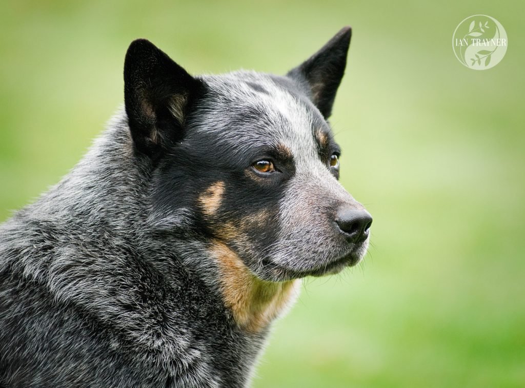 Dog photography - Australian cattle dog photographed by dog photographer Ian Trayner