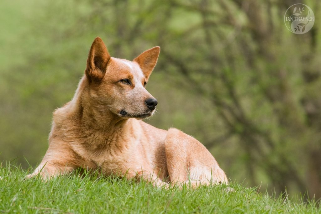 Dog photography. Australian cattle dog shot on location by dog photographer Ian Trayner