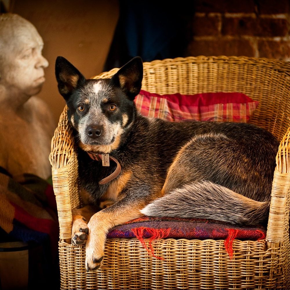 dog photographer Australian cattle dog