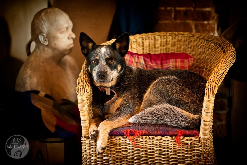 Photo of Australian cattle dog by dog photographer Ian Trayner