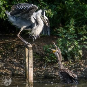 Read more about the article Cormorant attacks heron!