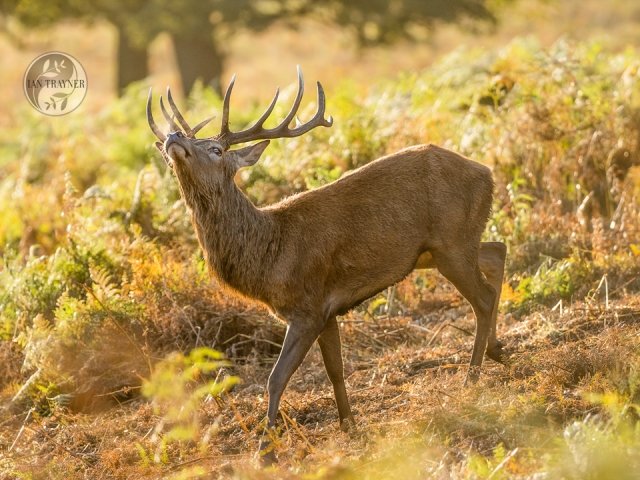 "Look at me!" says Mr Handsome Red Deer Stag. Photo by Ian Trayner, Kingston, Surrey