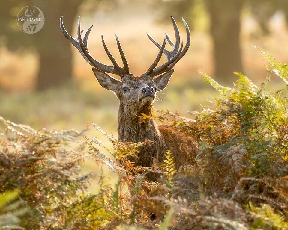 Male red deer stag (Cervus elaphus) playing "peek-a-boo" over some bracken