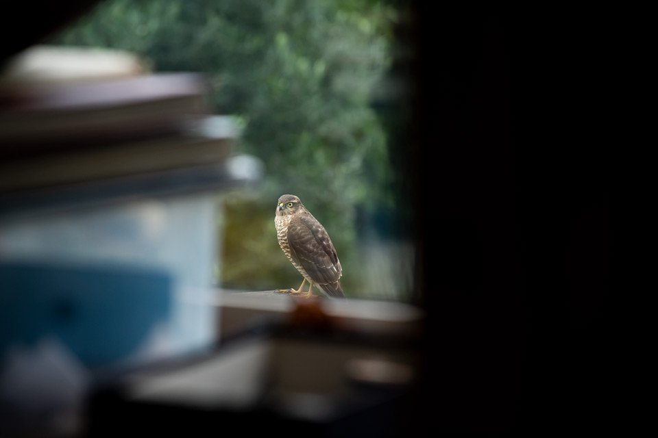 Immature femal sparrow hawk photographed on the roof of my studio in Kingston upon Thames, Surrey