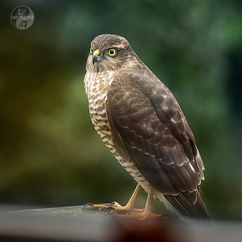 You are currently viewing Sparrow hawk in Kingston upon Thames, Surrey!